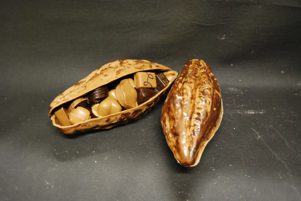 * Cacaoboon klein